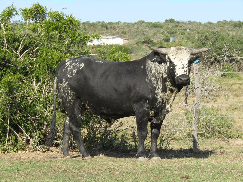 Lot 01. RV19 34 male