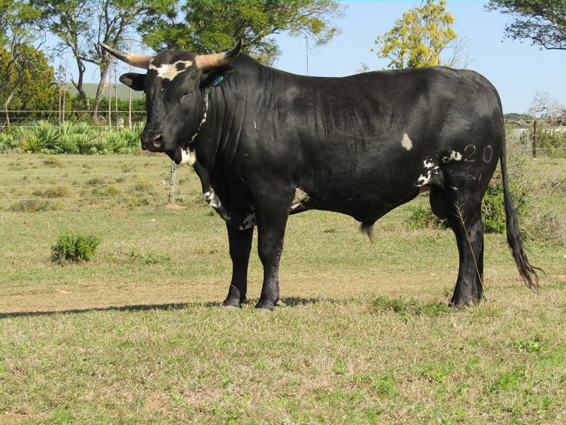 Lot 06. RV20 04(a male