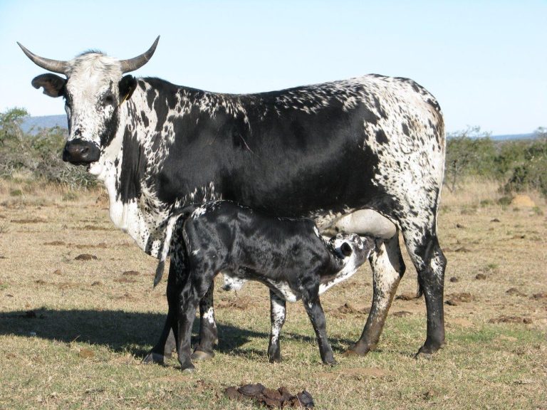 Nguni Cattle Sale Umsenge Nguni Breeders