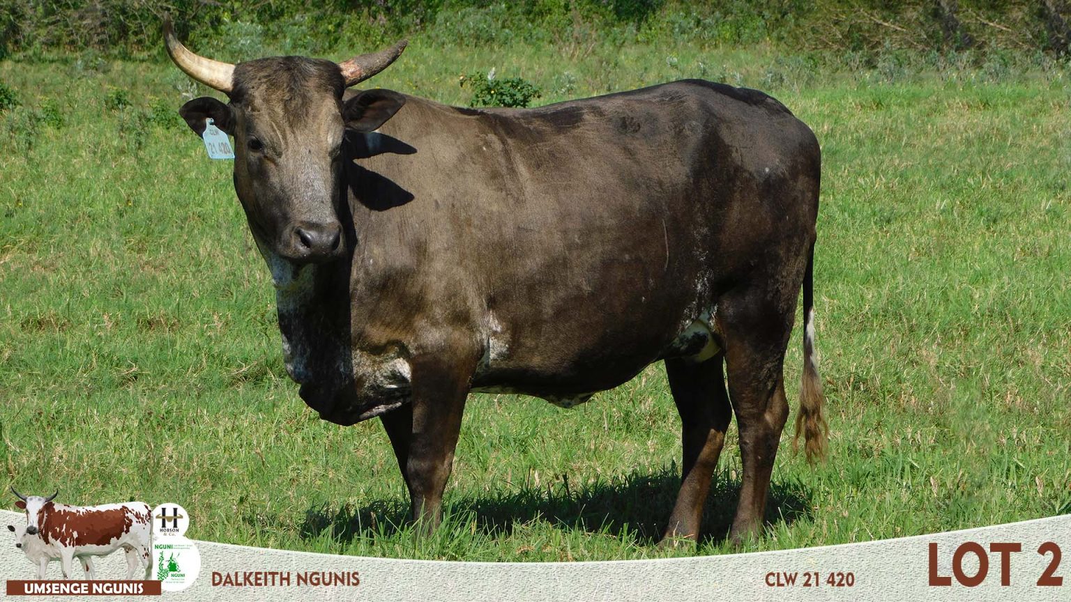 Nguni Cattle Sale Umsenge Nguni Breeders