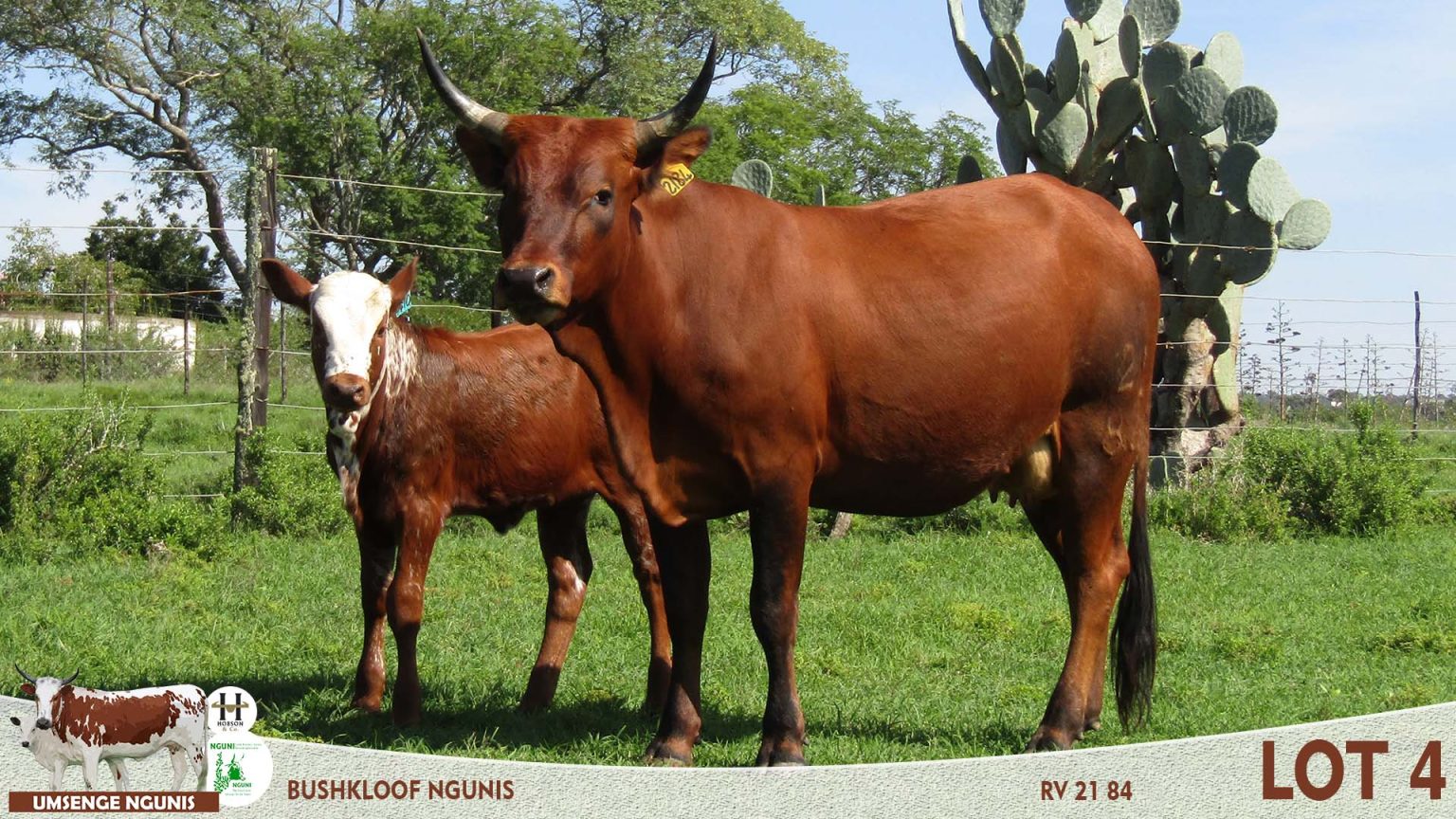 Nguni Cattle Sale Umsenge Nguni Breeders