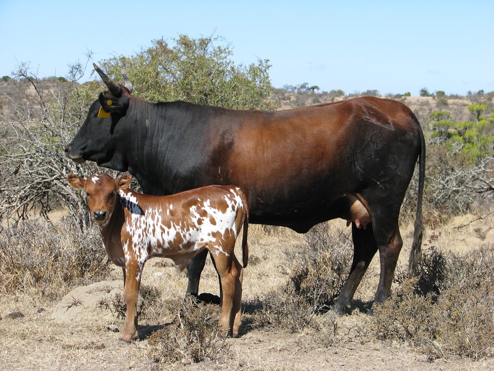 Lot 44 Q 19-52 + Bull Calf