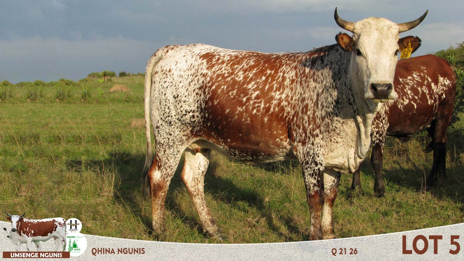 Nguni Cattle Sale Umsenge Nguni Breeders