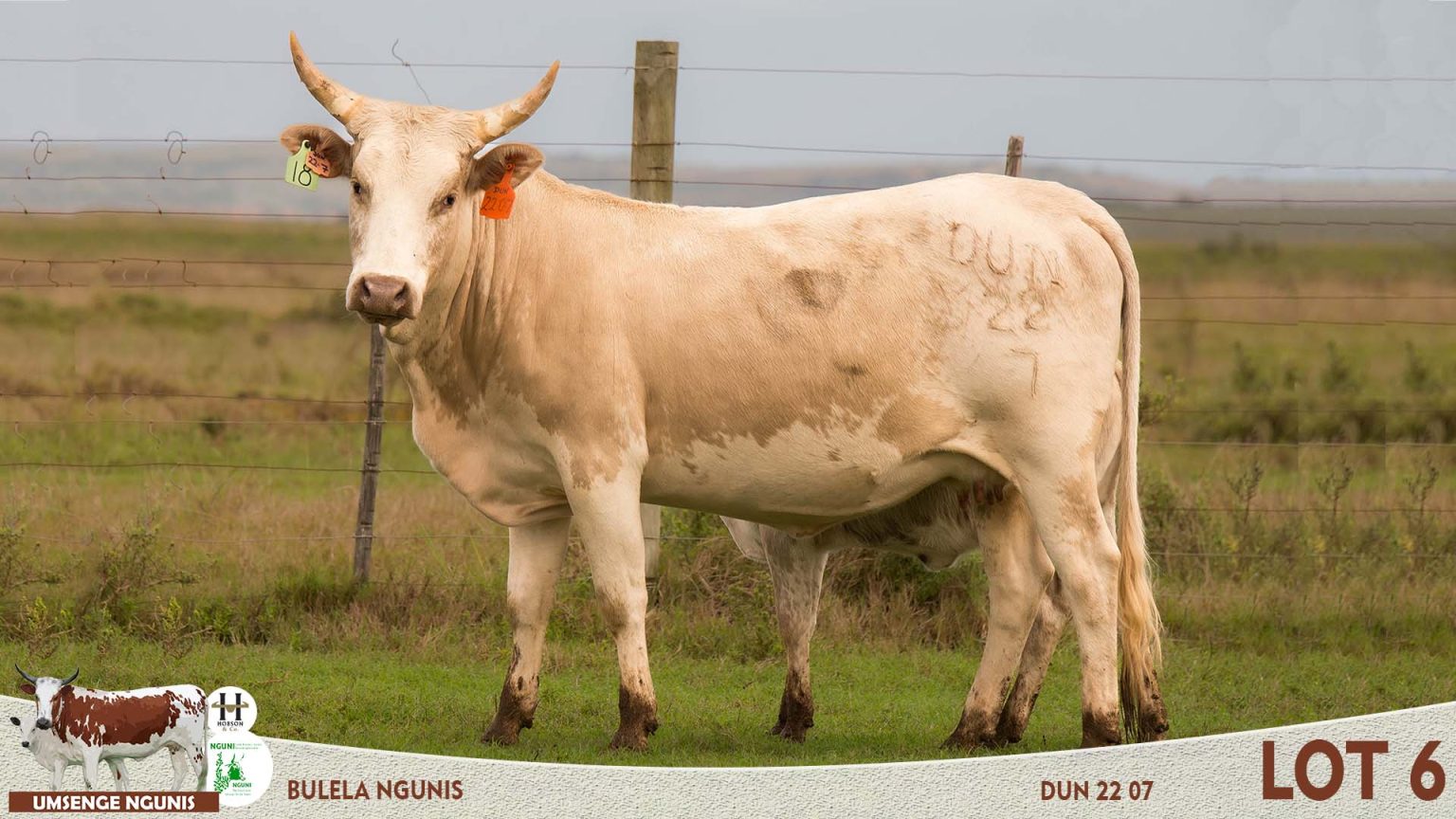 Nguni Cattle Sale Umsenge Nguni Breeders