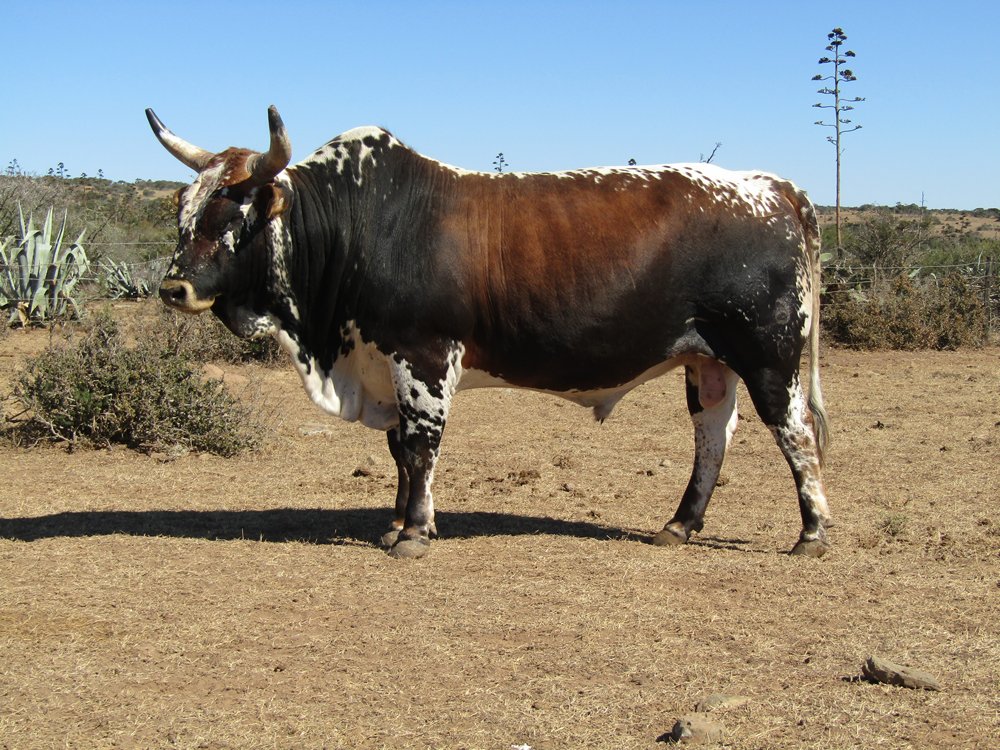 nguni-cattle-breed